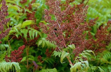 sumac