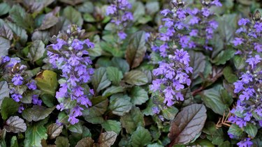 Ajuga genevensis also known as Geneva bugleweed