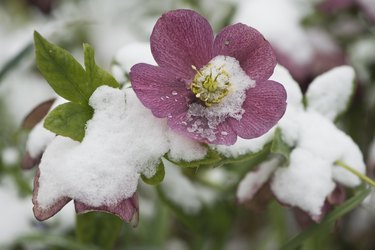 Oriental hellebore (Helleborus orientalis) in the snow