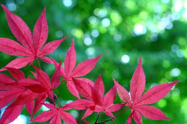 What Is the Origin of the Maple Tree? | ehow