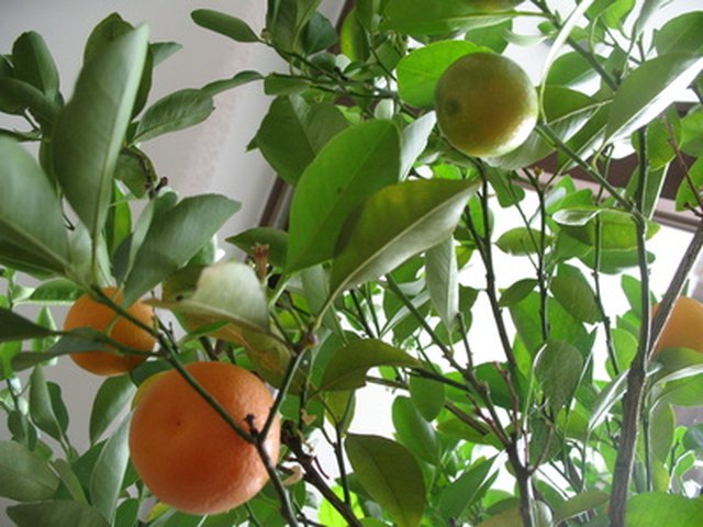 How to Care for a Calamondin Orange Tree | ehow