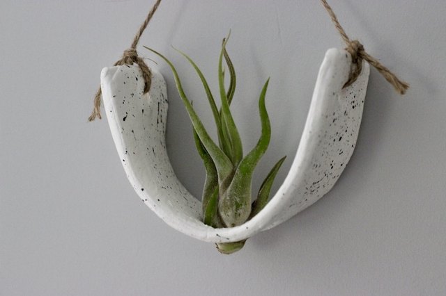 bloodroot plants Blood Root Seeds (Sanguinaria canadensis) main image 0
