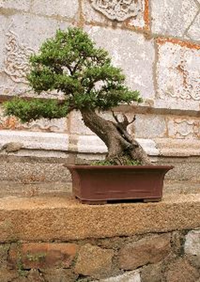 Big Trees That Look Like Bonsai Trees | ehow