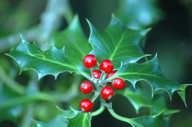 What Does the Christmas Holly Plant Represent? | ehow