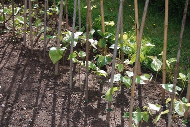How to Soak Bean Seeds Before Planting | ehow