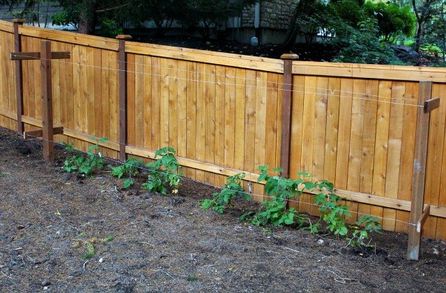 How to Build a Raspberry Trellis | ehow