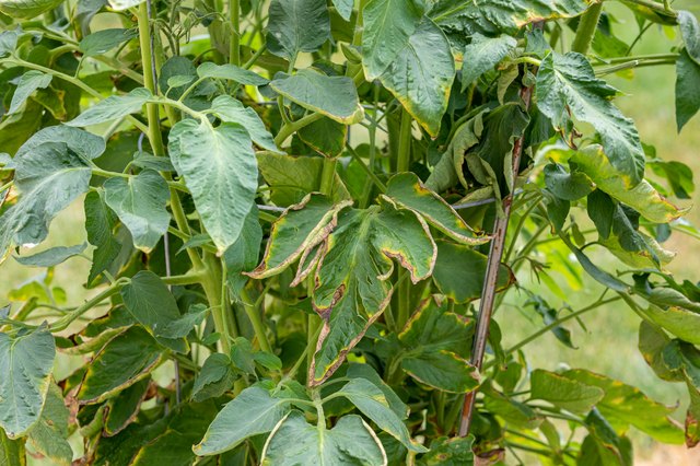 Tomato Plants & Tums With Calcium | ehow