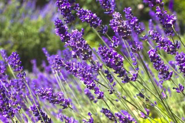 Plants That Look Exactly Like English Lavender | ehow