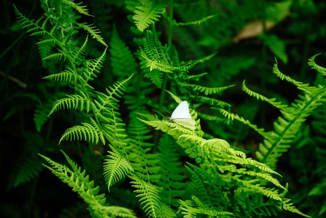 Life Cycle of a Non Flowering Plant | ehow