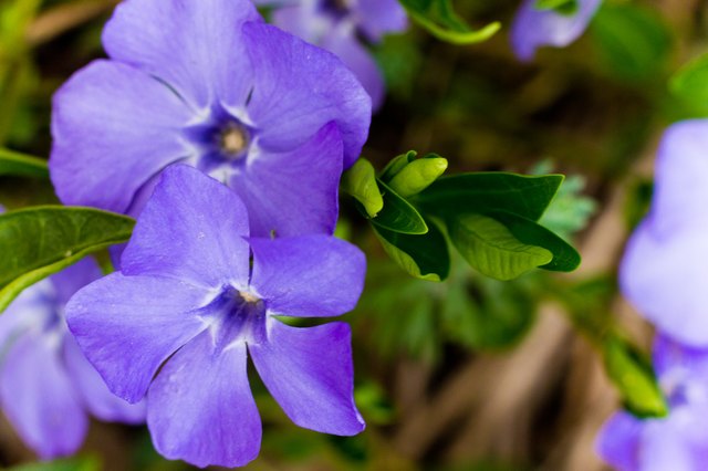 How to Transplant Vinca Minor | ehow