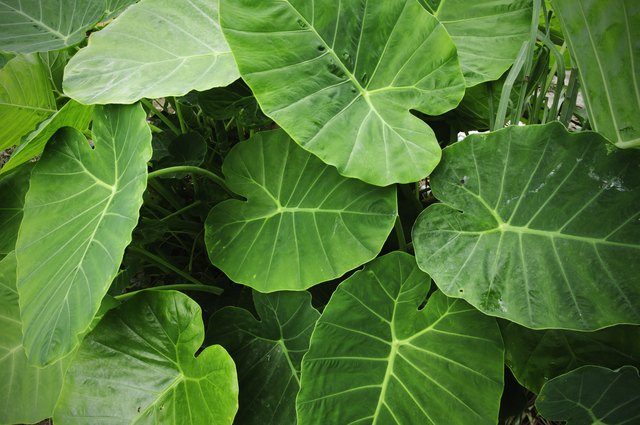 How to Split Joined Elephant Ear Bulbs | ehow