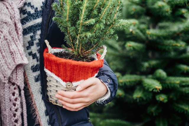 How to Keep a Potted Christmas Tree Alive | ehow