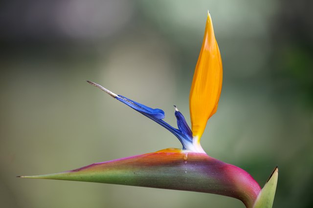 Does a Bird of Paradise Plant Come Back After a Freeze? | ehow