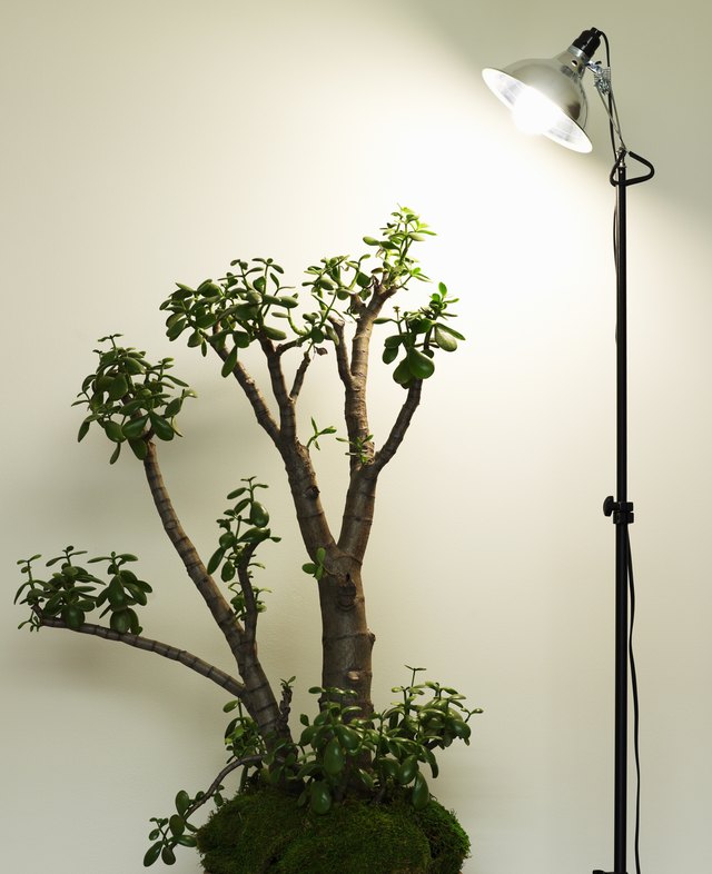 black gold philodendron melanochrysum Philodendron Melanochrysum – Okanoka main image 0