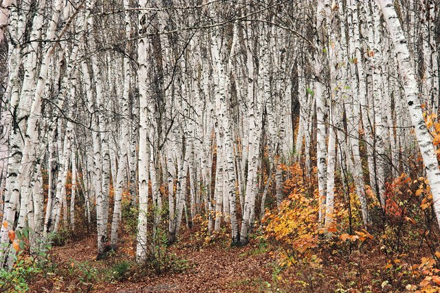 What Happens if Plants Are Planted Too Close Together? | ehow