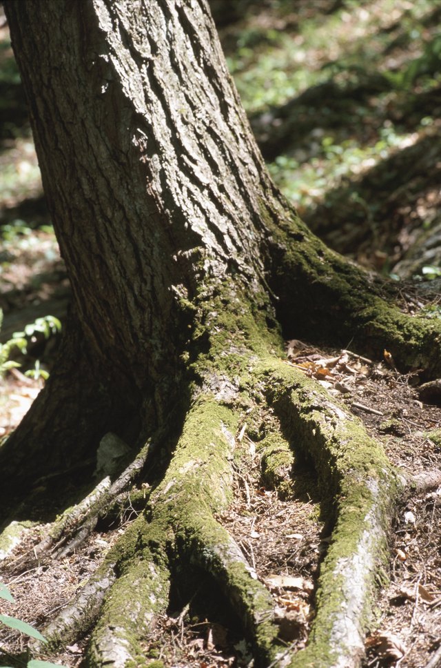 How to Lay a Walkway Over a Tree Root | ehow