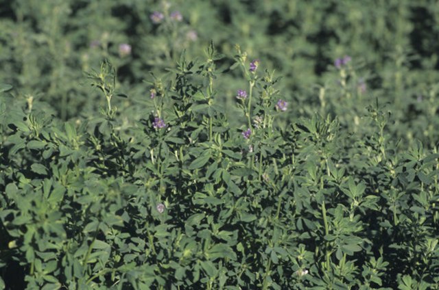 How Long Does It Take Alfalfa to Flower & Bloom? | ehow