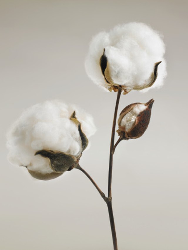 What Is a Square on a Cotton Plant? | ehow