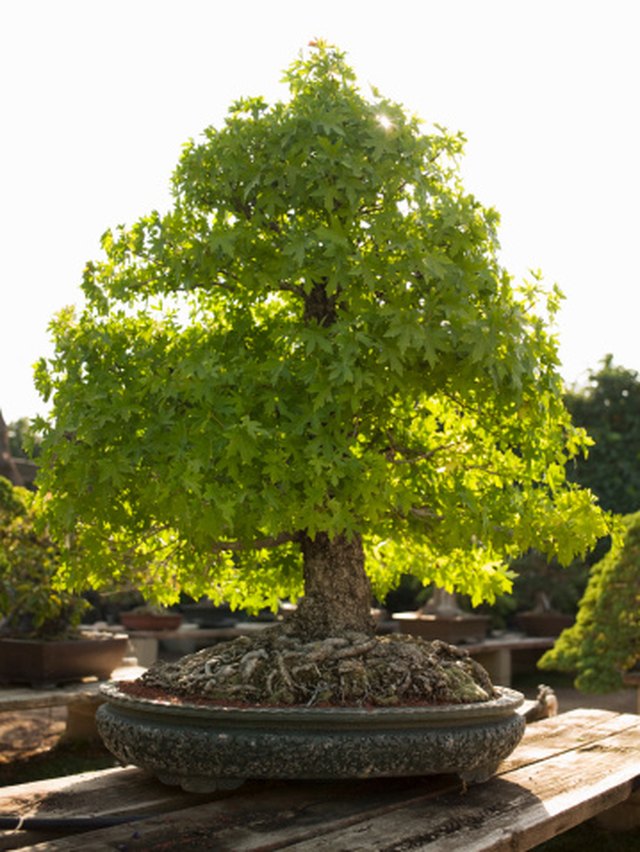 bonsai tree ficus microcarpa Ficus microcarpa 'Ginseng' main image 0