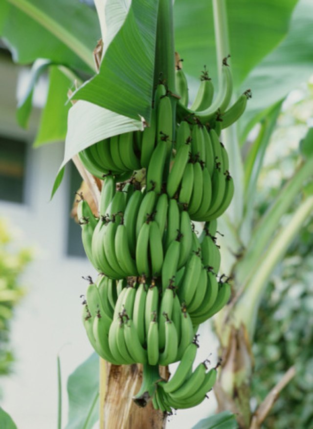 Uses of Banana Stalks | ehow