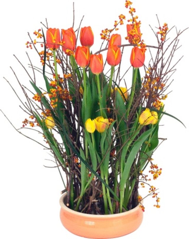 How to Grow Bulbs on Top of Rocks | ehow
