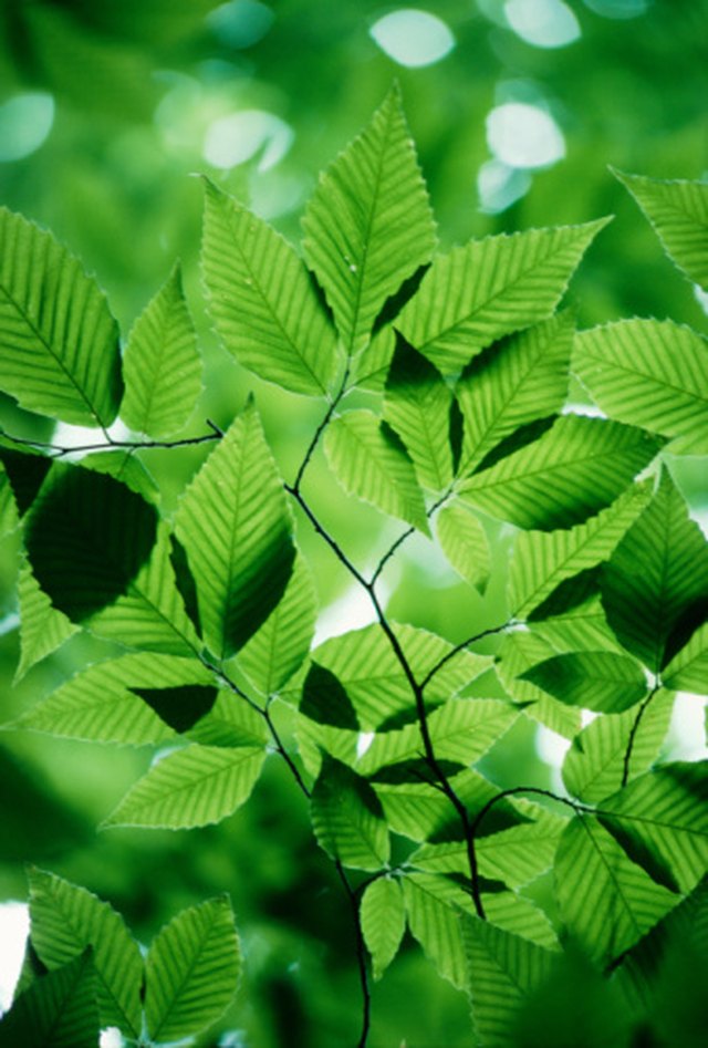 The Effect of Color Filters in Photosynthesis | ehow