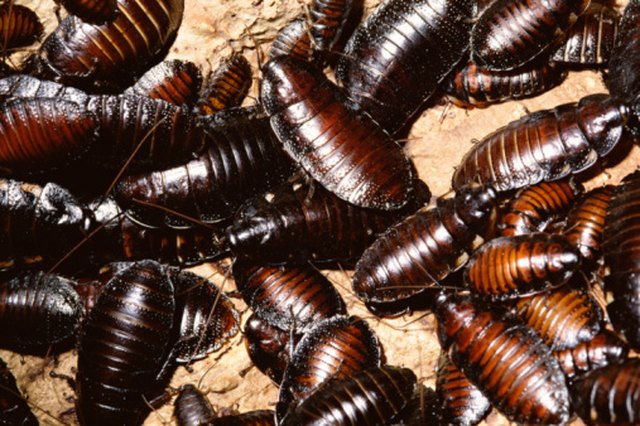 do roaches like cigarette smoke What exactly does the "cockroach smell" smell like? : r/pestcontrol American Cockroach - Types, Facts