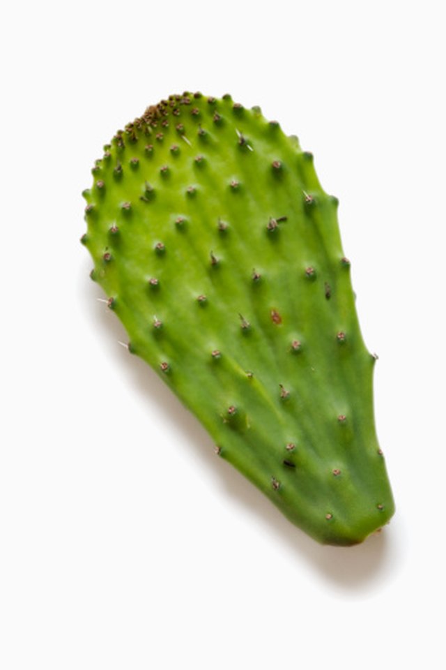 What Kinds of Cactus Are Edible? | ehow