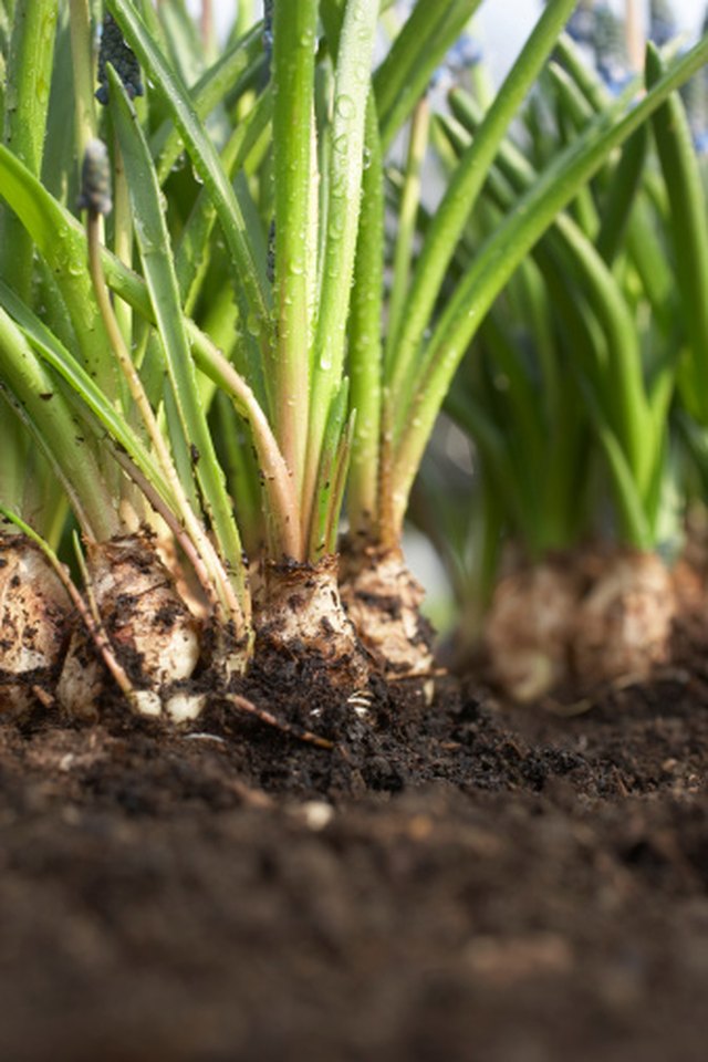 Do Plants Grow Better in Potting Soil, Clay or Sand? | ehow