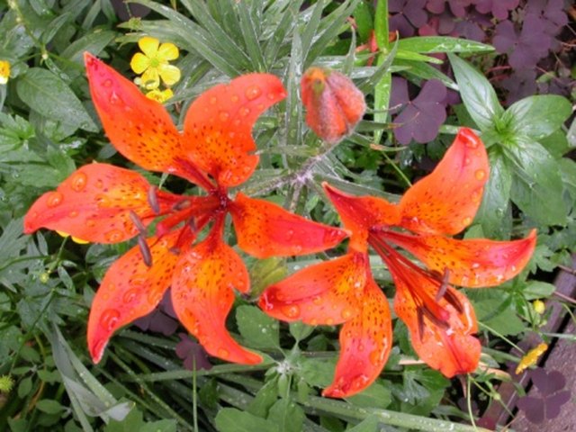 How to Care for Lilies With Broken Stems | ehow