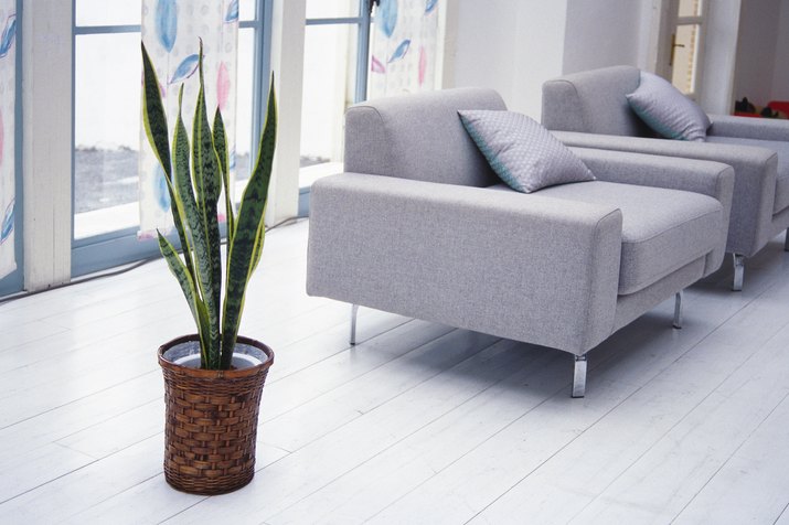 Snake Plant (Sansevieria Spp.)