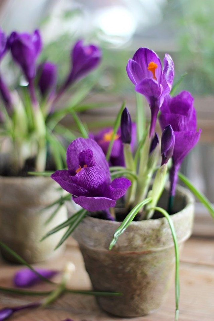 Crepe Paper Crocus