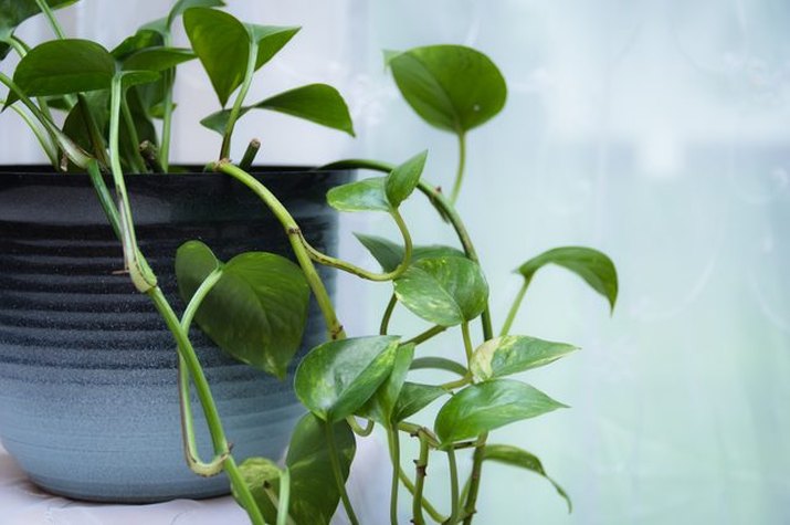 Golden Pothos (Epipiremnum Aureum)